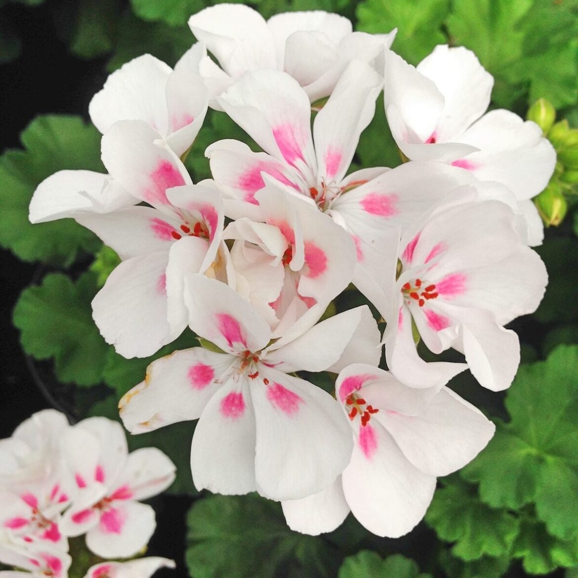 Annual Geranium Flower Care and Growing Tips Annual Geranium Flower Care and Growing Tips