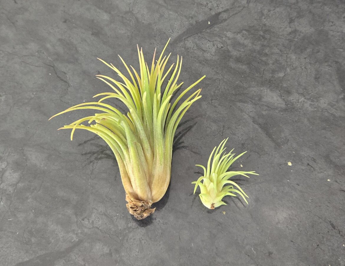 My plant had a baby! ☺️