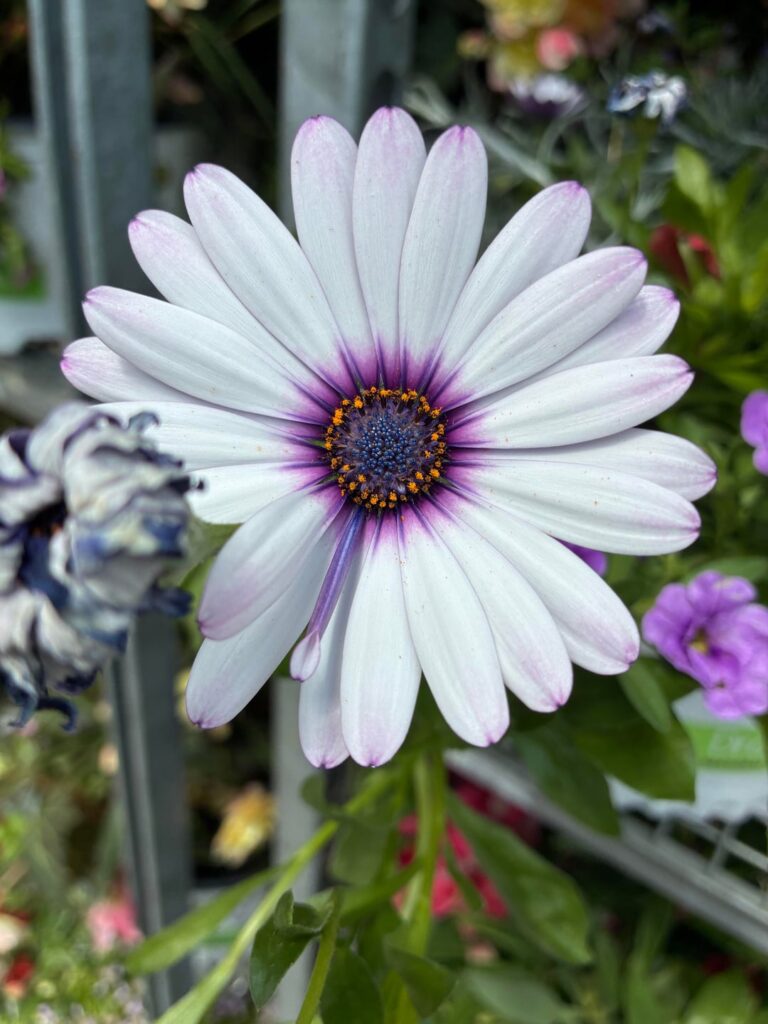 It’s the blue in the middle for me 😍
