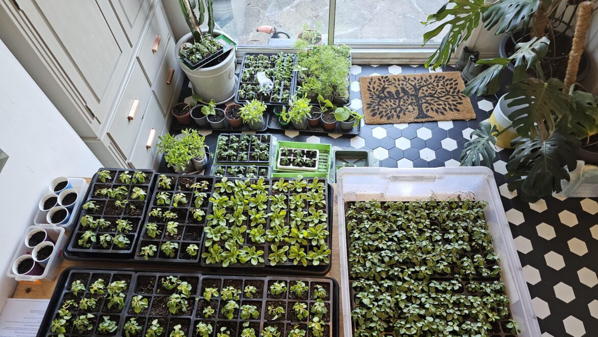 Every morning I take this lot outside