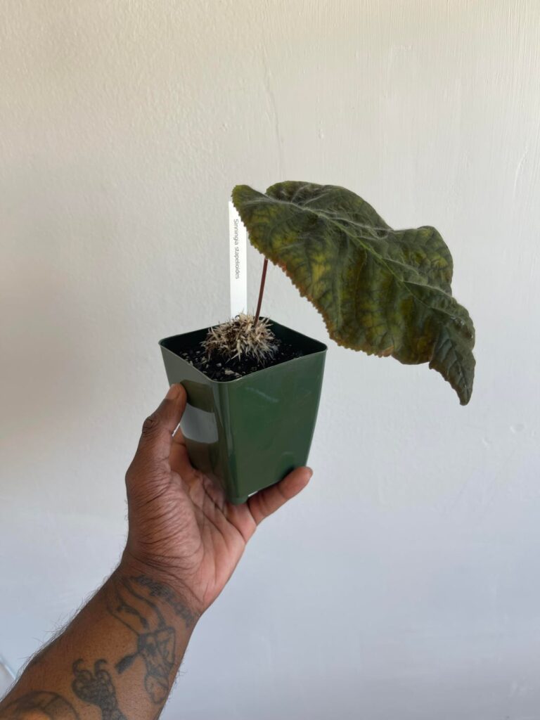Sinningia stapelioides is finally out of dormancy