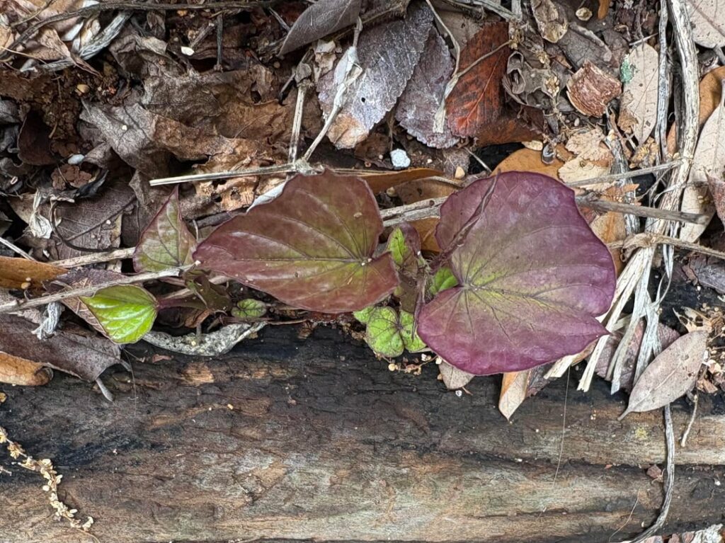 Suprise! Sweet Potato overwintered