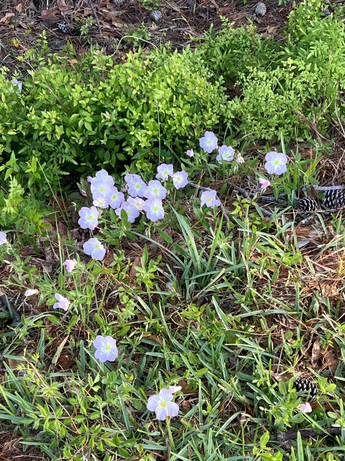 What is this flower? I see it all the time but never knew it's name