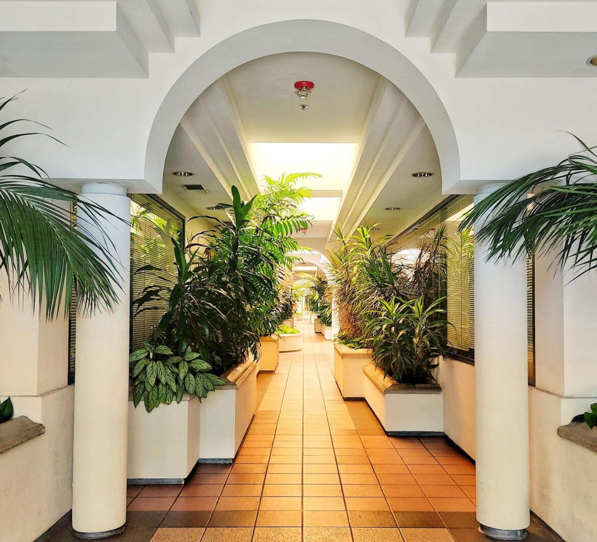 How gorgeous is my dentist's office, sky lit corridor full of tropical beauties.