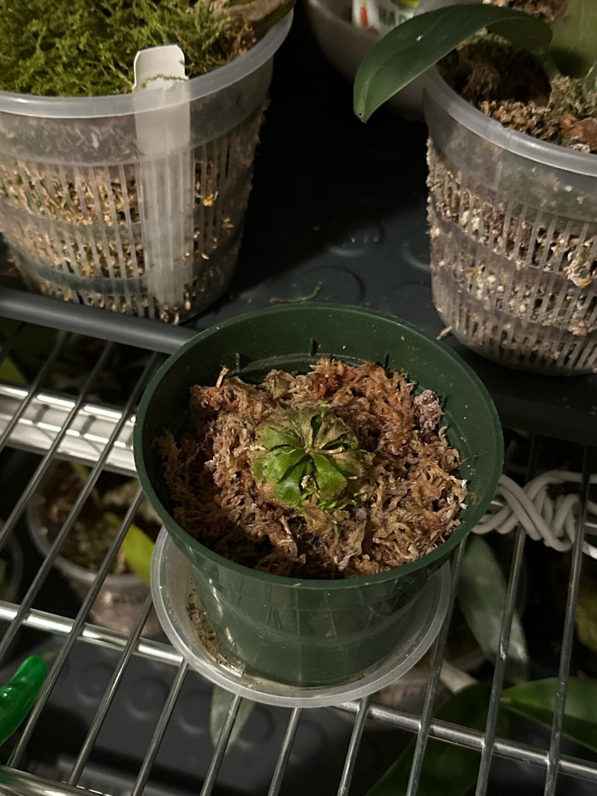 unhappy drosera