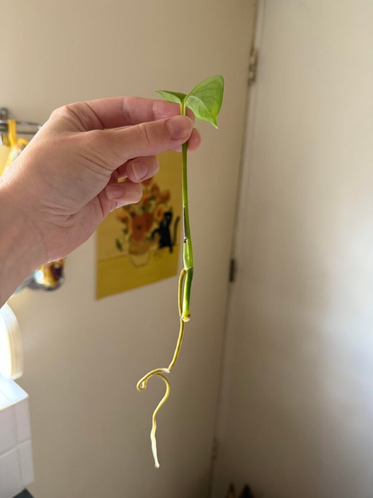 Rotten unfurled pothos leaf during water propagation