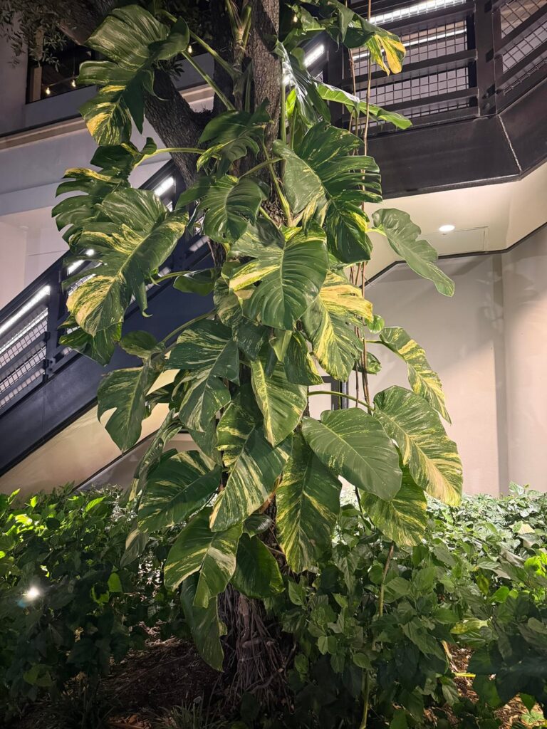 Saw this beautiful piece downtown, what kind of variegation is this?