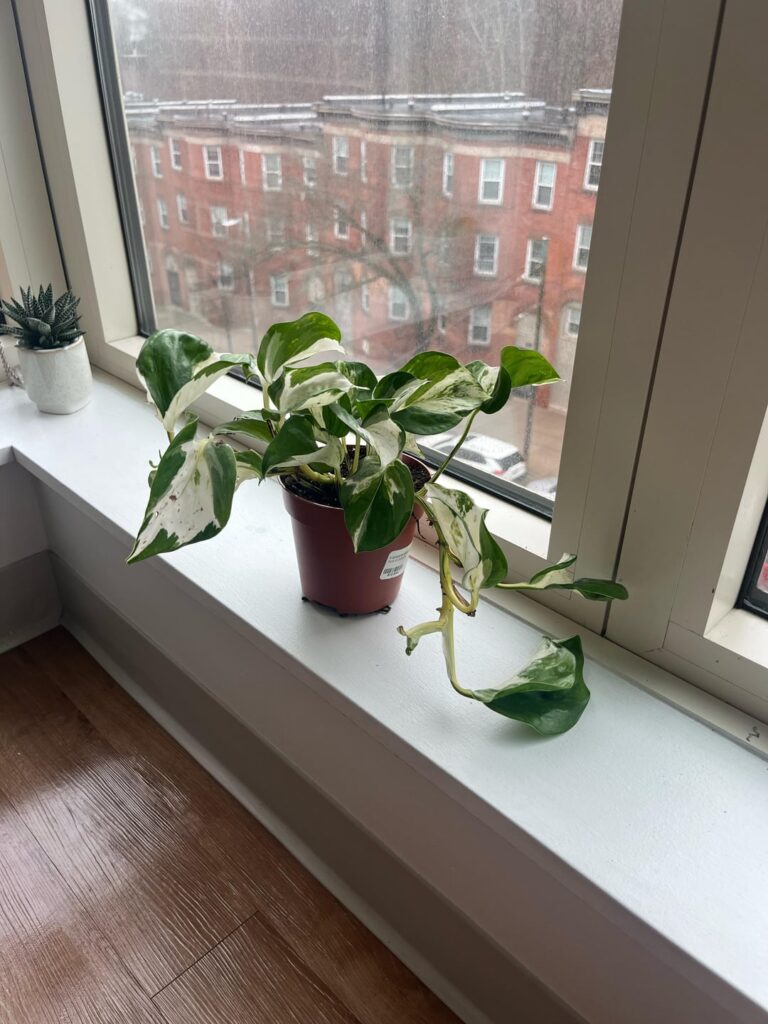 How to help this pothos? How to help this pothos?