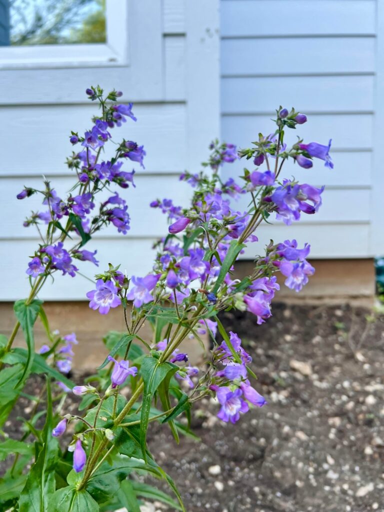 I heard we were showing off our penstemons.