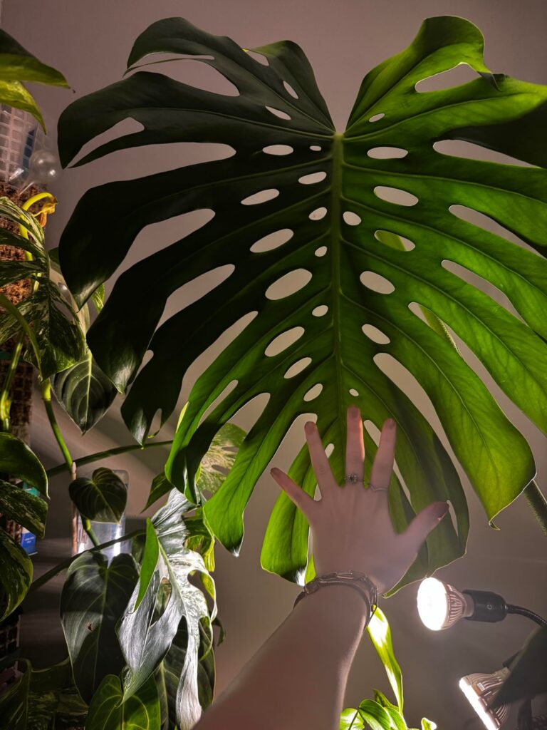 Oh yeah, big Betty’s had her repot 😎