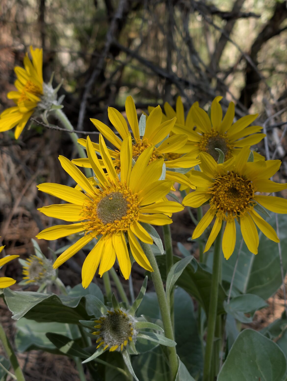 Arrowleaf balsamroot (Balsamorhiza sagittata)