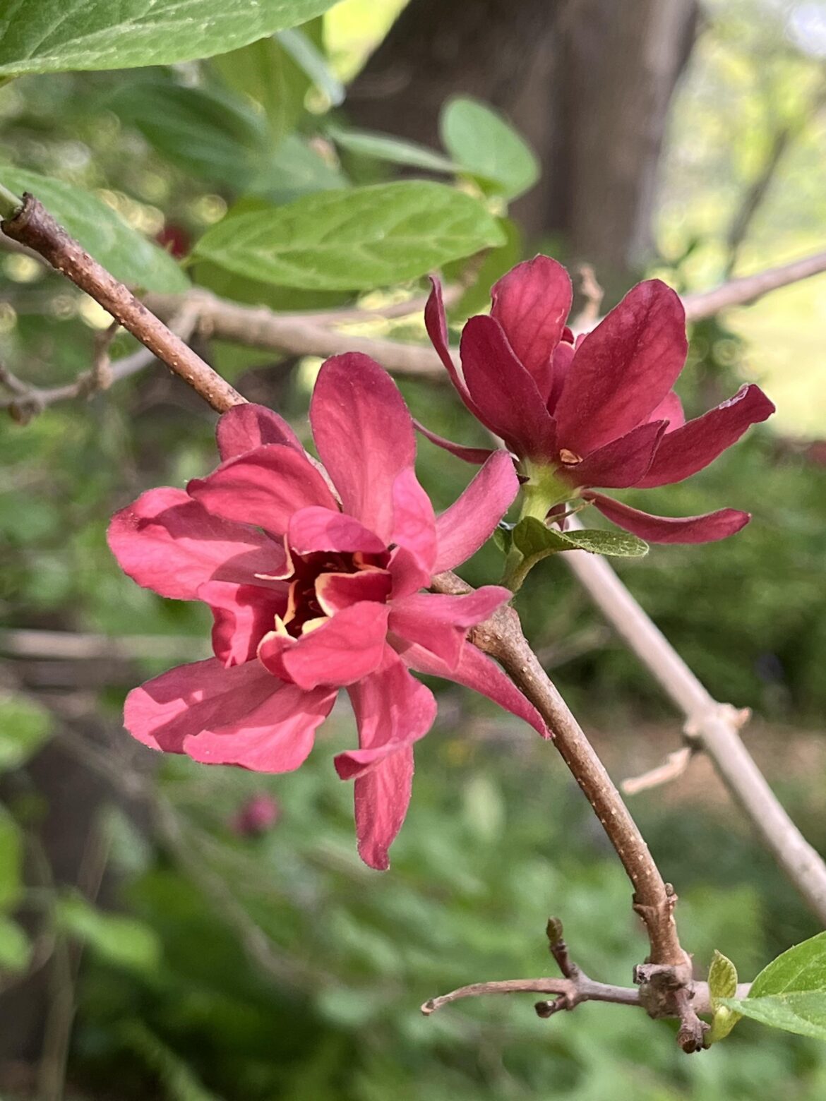 Calycanthus floridus (eastern sweetshrub, Carolina allspice)[oc]