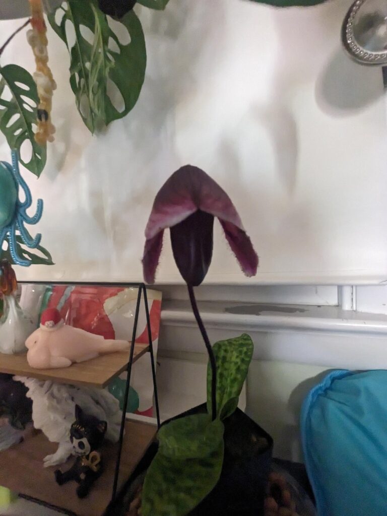 Oh how time flies... My Paph about a year and a half ago vs. now 🥹