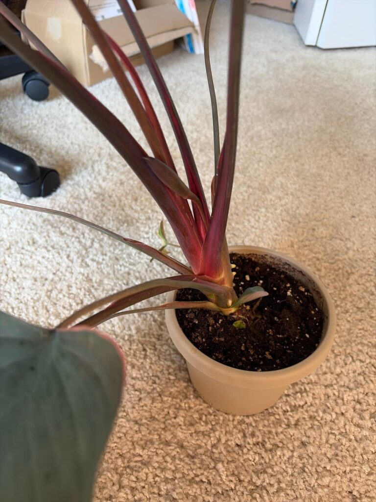 My Pink Diamond is flowering 🥹