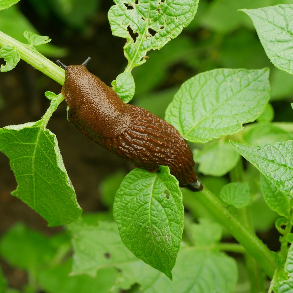 Spanish slug pest Arion vulgaris snail parasitizes on potato leaves Solanum tuberosum potatoes leaf vegetables cabbage lettuce moving garden, eating ripe plant crops. Invasive slug native Spain land spanish slug pest arion vulgaris snail parasitizes on potato leaves solanum tuberosum potatoes leaf vegetables or cabbage lettuce moving in the garden, eating ripe plant crops an invasive of slug native to spain land from the iberian peninsula dangerous for agriculture, farming and farm must be picked hand does enormous damage local overpopulation or overgrowth lack of natural enemies and parasites disposal granules molluscicides by poison pesticides or parasitic nematodes czech europe
