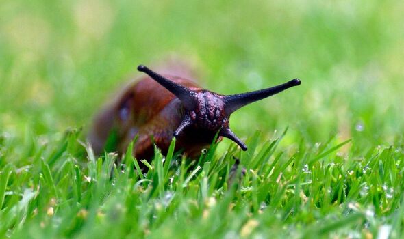 A slug on the prowl A slug on the prowl
