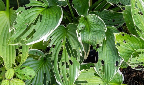 The slimy invaders eat plant life The slimy invaders eat plant life