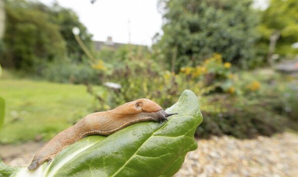 A large slug on a leaf in a garden A large slug on a leaf in a garden