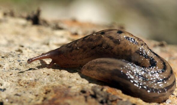 A slug in a garden A slug in a garden