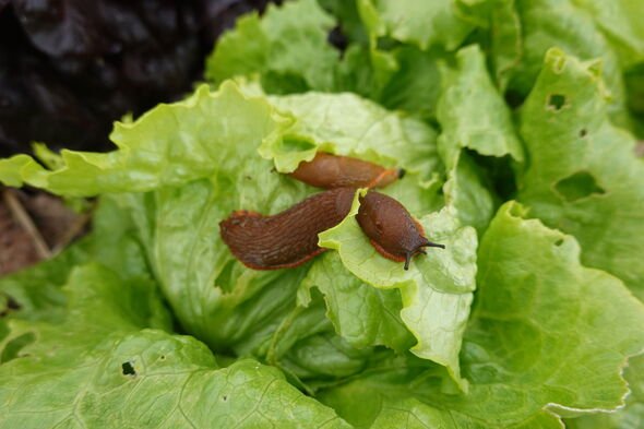 Slugs eating lettuce in garden, pests destroying crops Slugs eating lettuce in garden, pests destroying crops