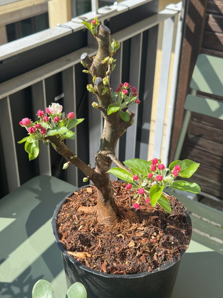 First Bloom after first Hard Prune (ShortProgress)