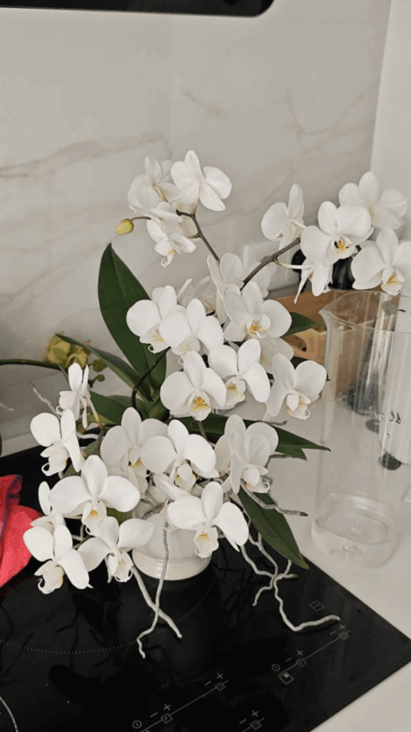 Some of my phal this season