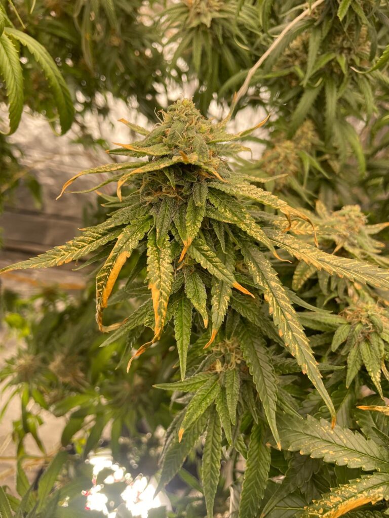 Any tips on diagnosis