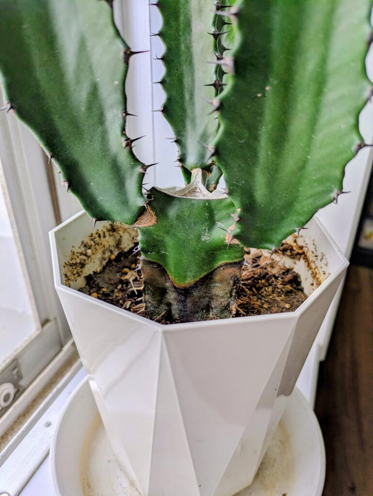 Is it rot and should I cut it?