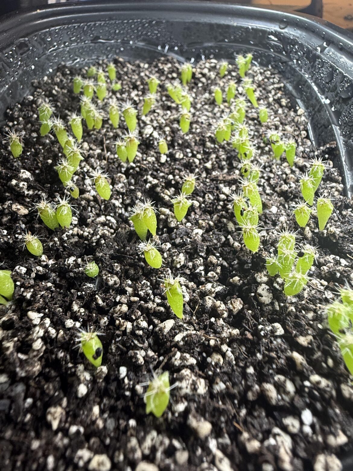 Two month old seedlings