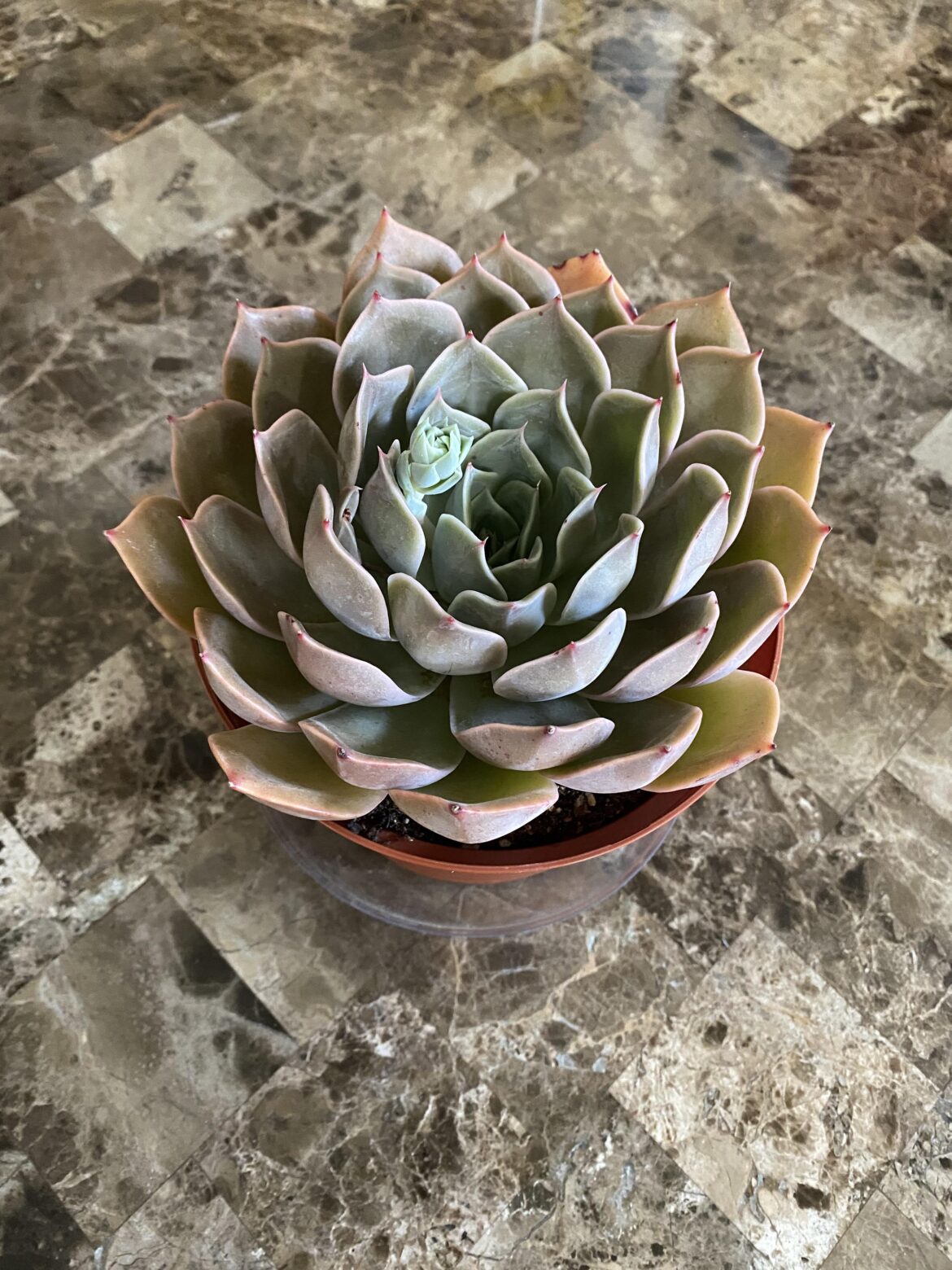 Hi guys….here’s a shot of my little guy.