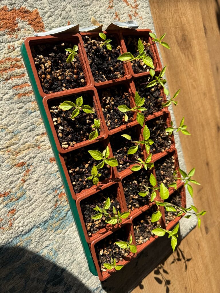Feedback first 3 weeks