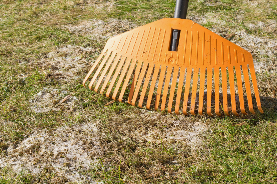 Garden Talk: How can I prevent snow mold on my lawn right now? Raking a lawn with snow mold.