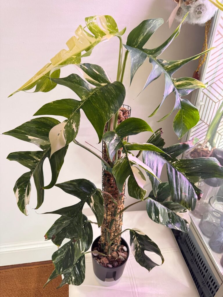 New leaf!!