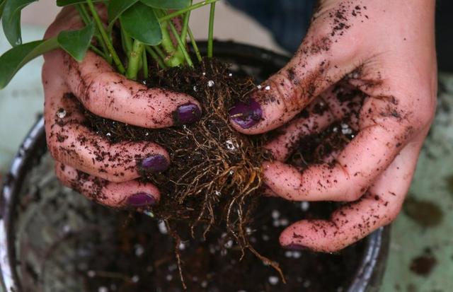Don’t call it dirt — it’s a complex biosphere.