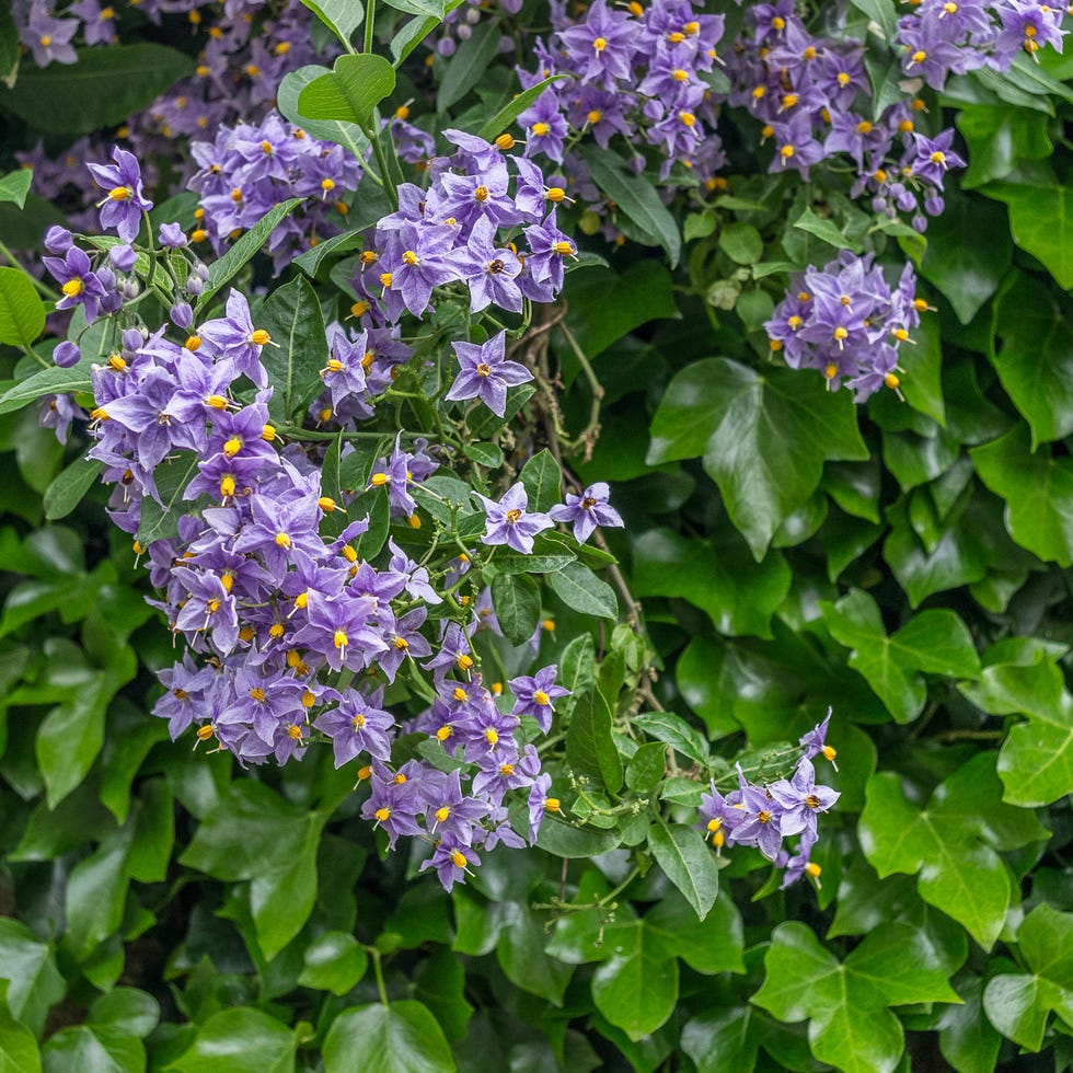 Solanum crispum 'Glasnevin' a group of flowers