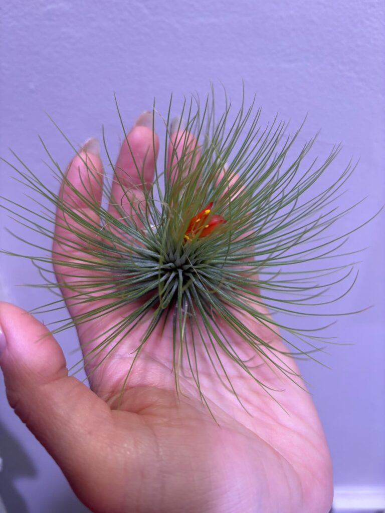 My little hacky sack is flowering
