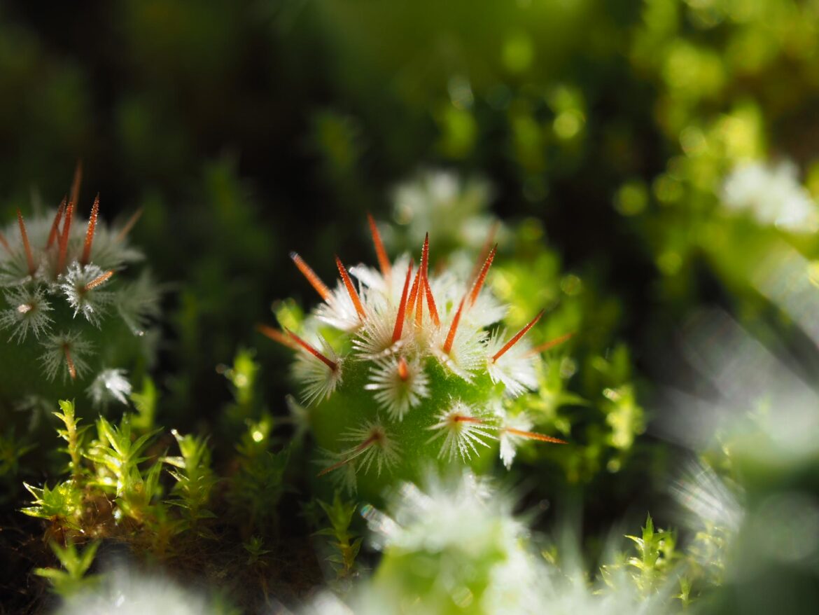 Mammillaria perezdelarosae andersoniana