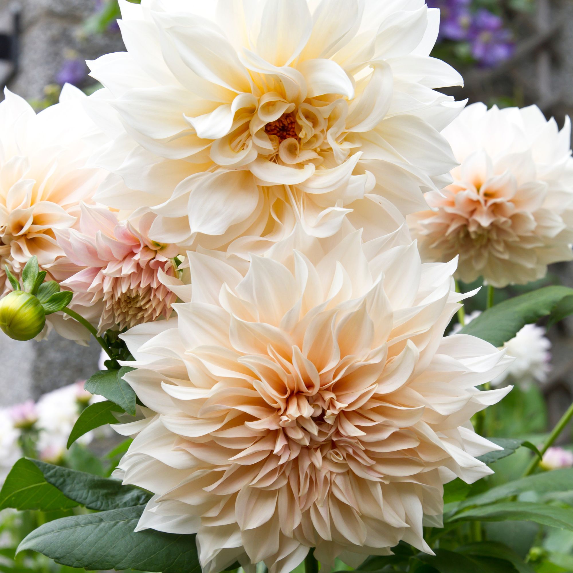 Dahlia 'Caf&eacute; au Lait' flowers growing in garden