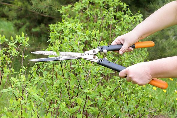 spring work in garden in summer. farmer women cutting green bush plant in yard with scissors. spring work in garden in summer. farmer women cutting green bush plant in yard with scissors.