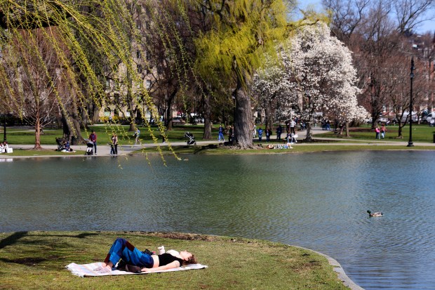 A woman lays out in the Public Garden as some of the trees blossom during a warm spring day. (Photo By Matt Stone/Boston Herald)