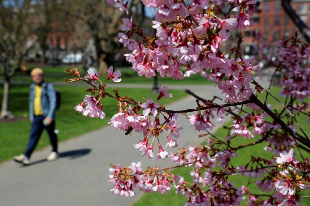 A man walks through the Public Garden as a cherry tree blossoms during a warm spring day. (Photo By Matt Stone/Boston Herald)