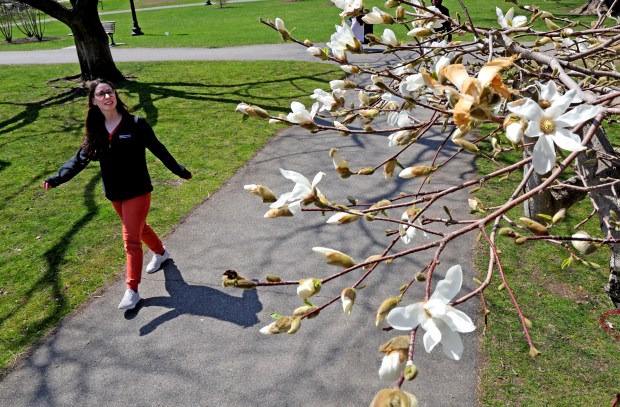 A woman walks through the Public Garden as a magnolia tree starts to blossom during a warm spring day. (Photo By Matt Stone/Boston Herald)
