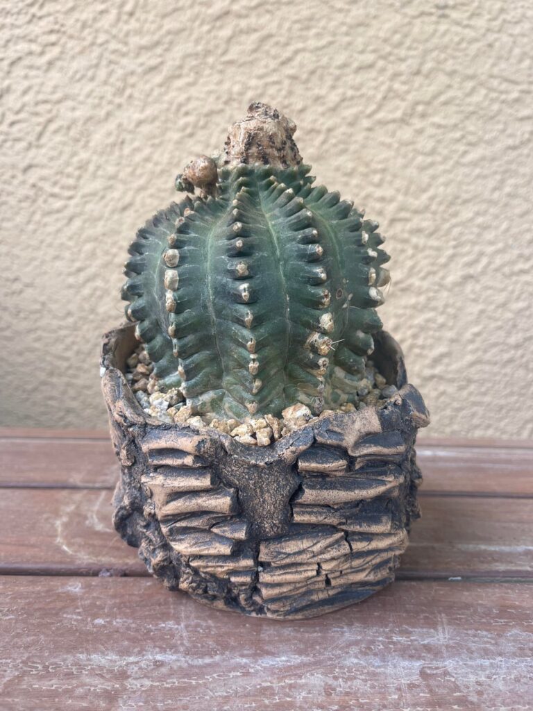 Very old and happy