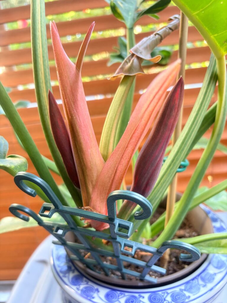 Ring of Fire blooms