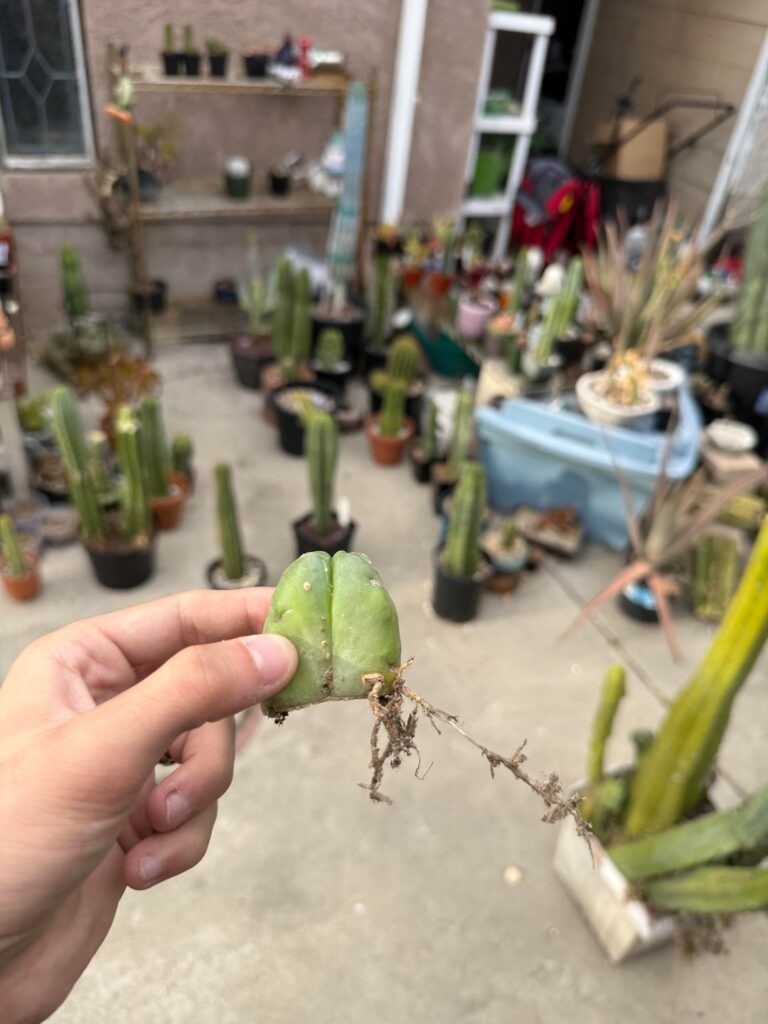1” rooted 4 rib tip