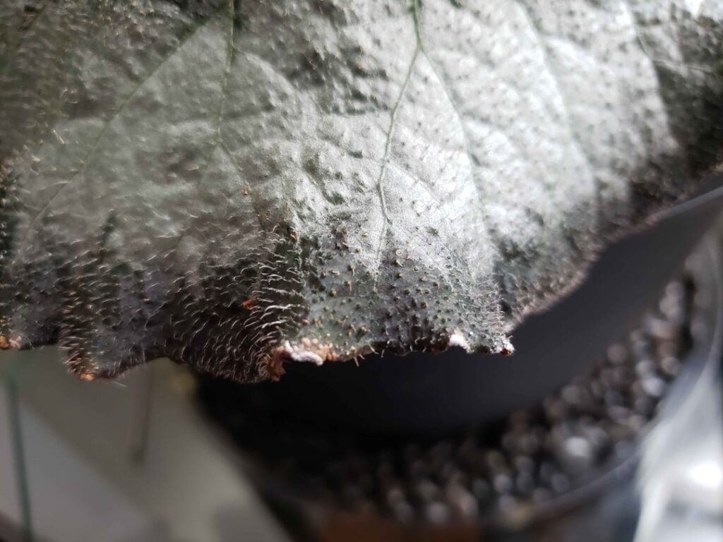 Is this possibly the start of powdery mildew, or just water spotting? Also baby leaf damage.