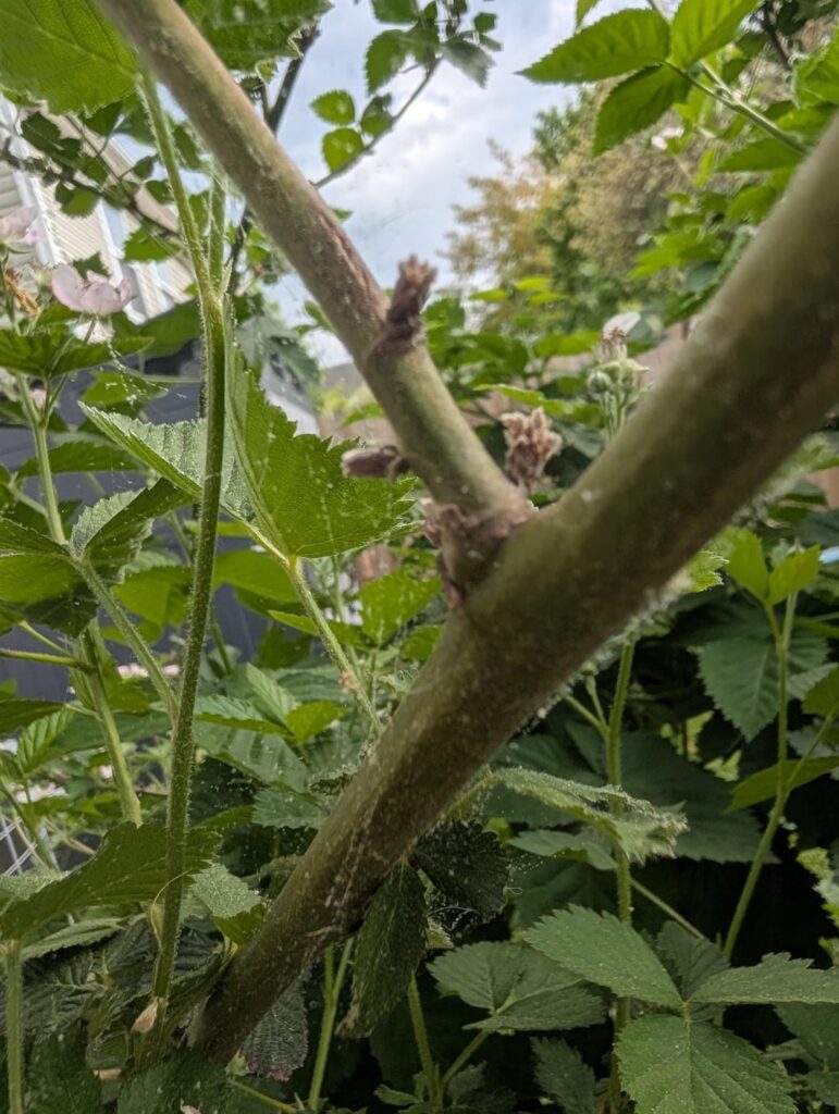 Something that needs attention, or just spider webs with pollen and fuzz?