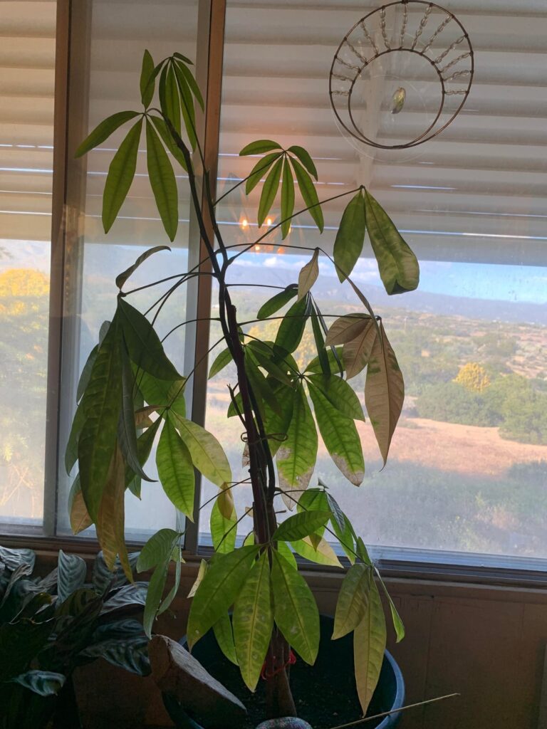 Help me save my money tree!