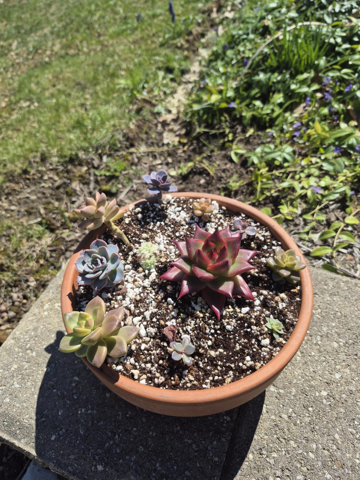 Setting out the assortment babies to grow into this pot mix of graptosedum and echavarias