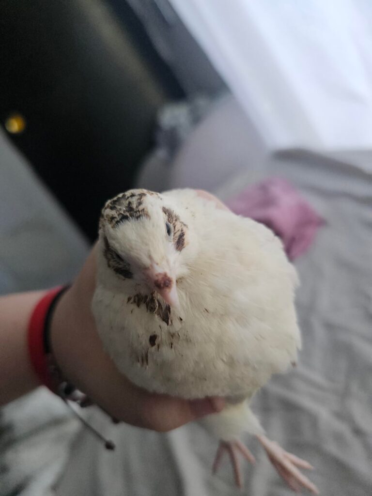 Is this avian pox?